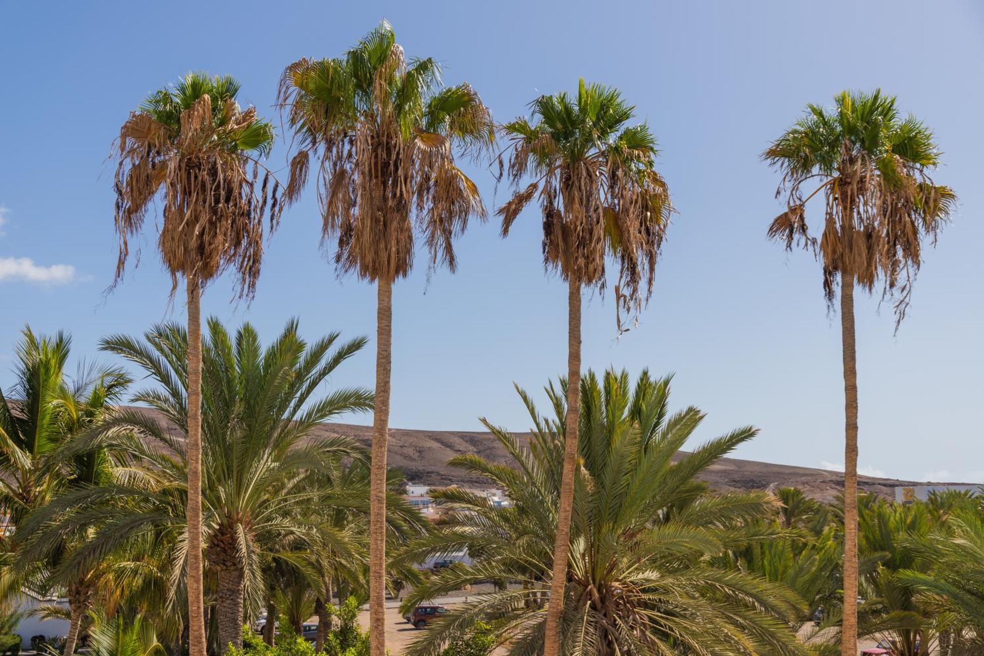 Palm Beach Fuerteventura Tarajalejo Eksteriør bilde